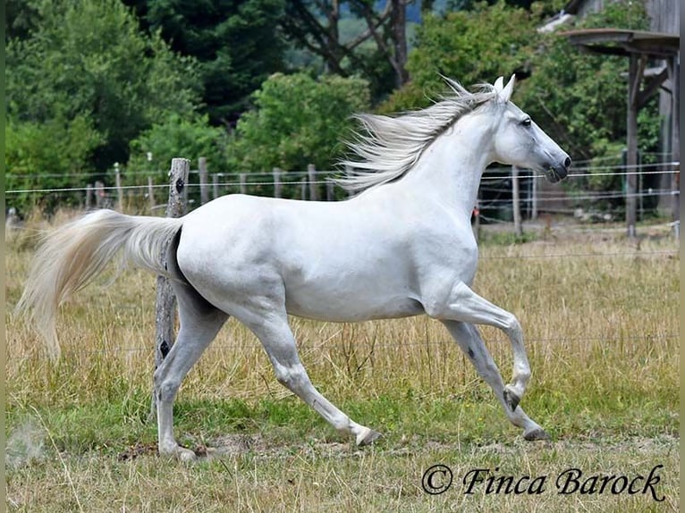 Hispano Klacz 7 lat 150 cm Siwa in Wiebelsheim
