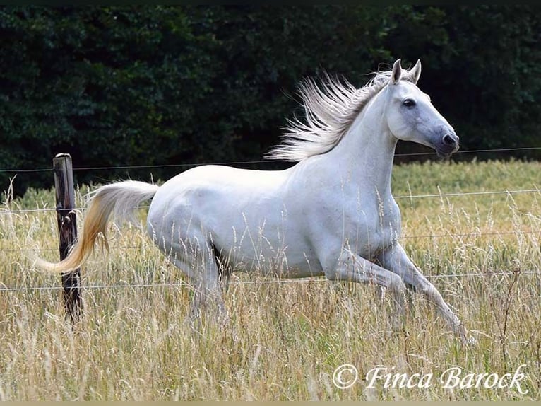 Hispano Klacz 7 lat 150 cm Siwa in Wiebelsheim