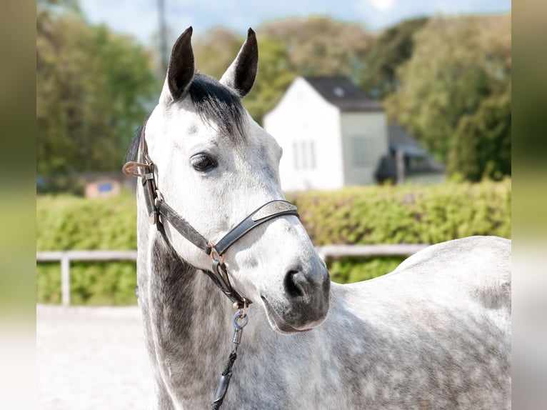 Hispano Klacz 7 lat 153 cm Siwa in Neustadt (Wied)