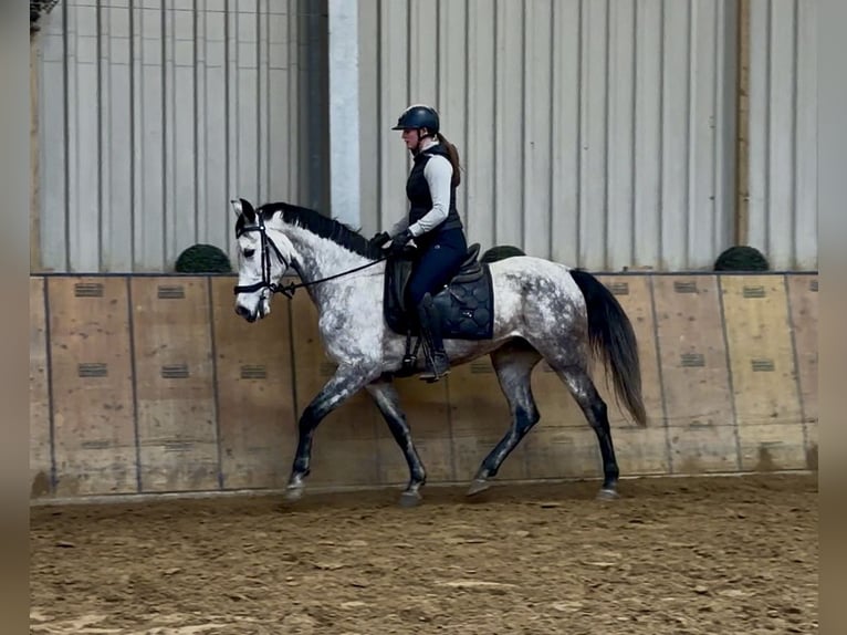 Hispano Klacz 7 lat 155 cm  in Neustadt (Wied)