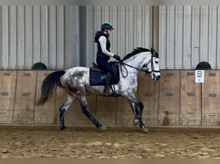 Hispano Klacz 7 lat 155 cm  in Neustadt (Wied)