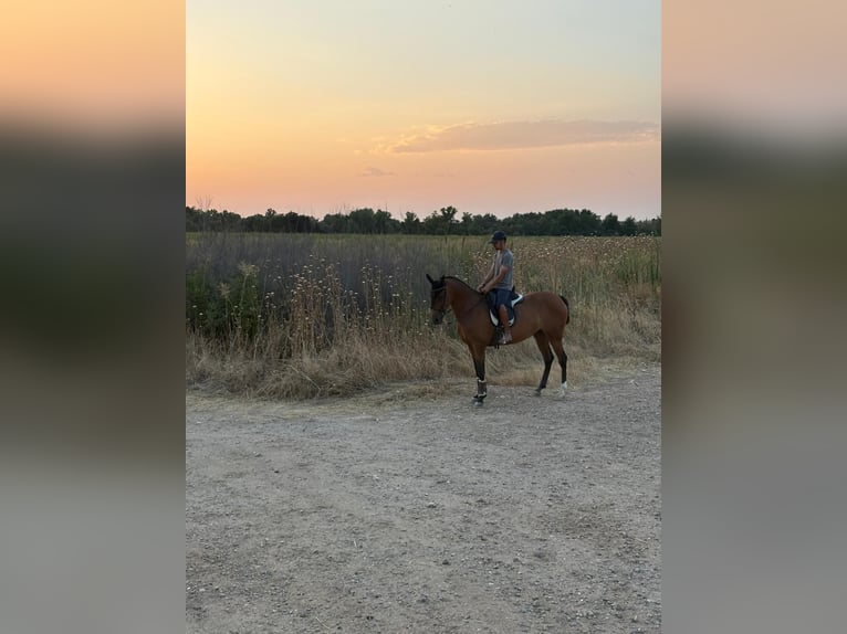 Hispano Klacz 7 lat 160 cm Gniada in Mejorada Del Campo