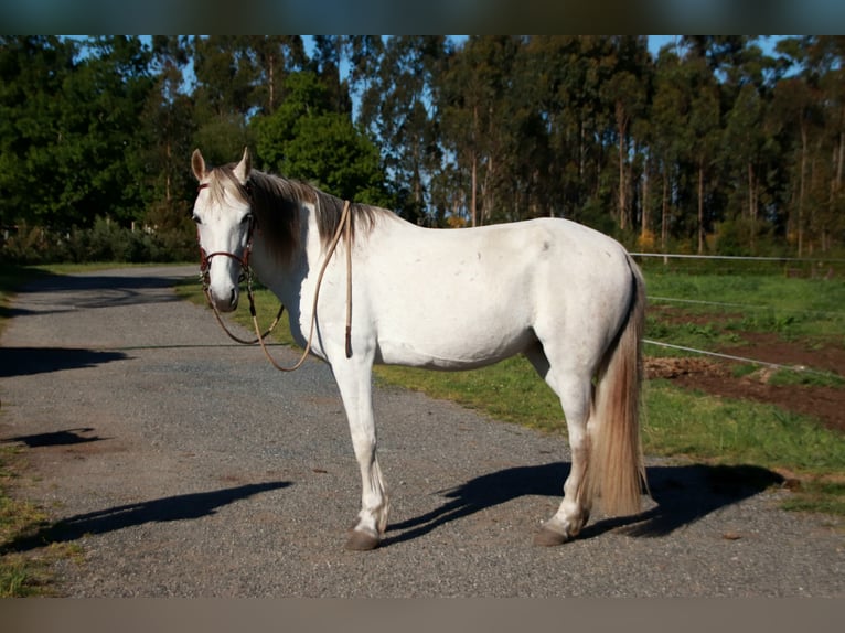 Hispano Klacz 9 lat 163 cm Siwa in Berlin