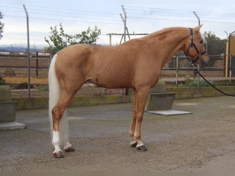 Hispano Ogier 13 lat 160 cm Izabelowata in Hamburg