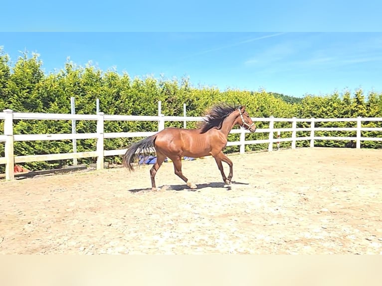 Hispano Ogier 2 lat 158 cm Gniada in Menden