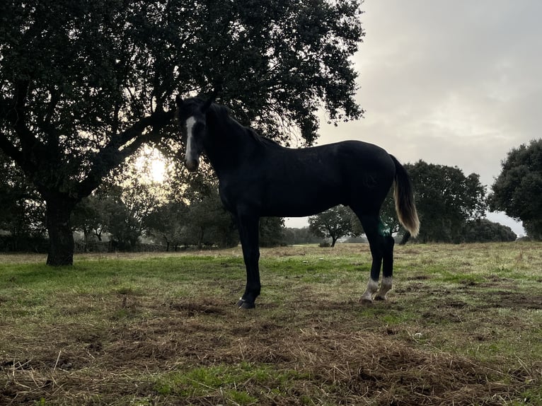 Hispano Ogier 2 lat 159 cm Siwa in Albala