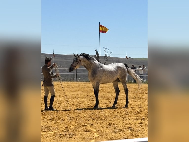 Hispano Ogier 2 lat 160 cm Siwa in Sevilla