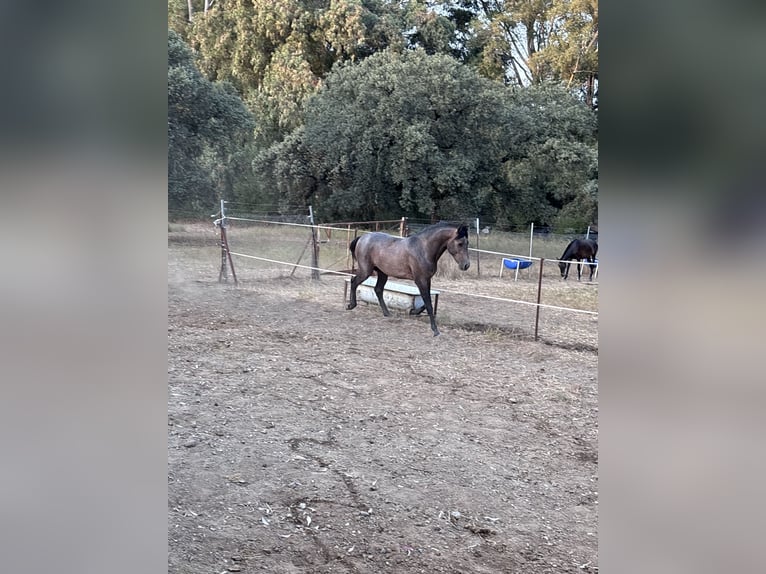 Hispano Ogier 2 lat 160 cm Siwa in Sevilla