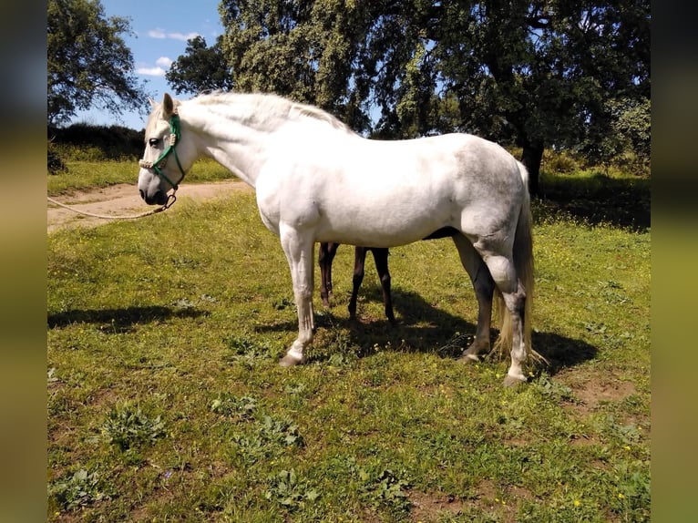 Hispano Ogier 2 lat 160 cm Siwa in Sevilla