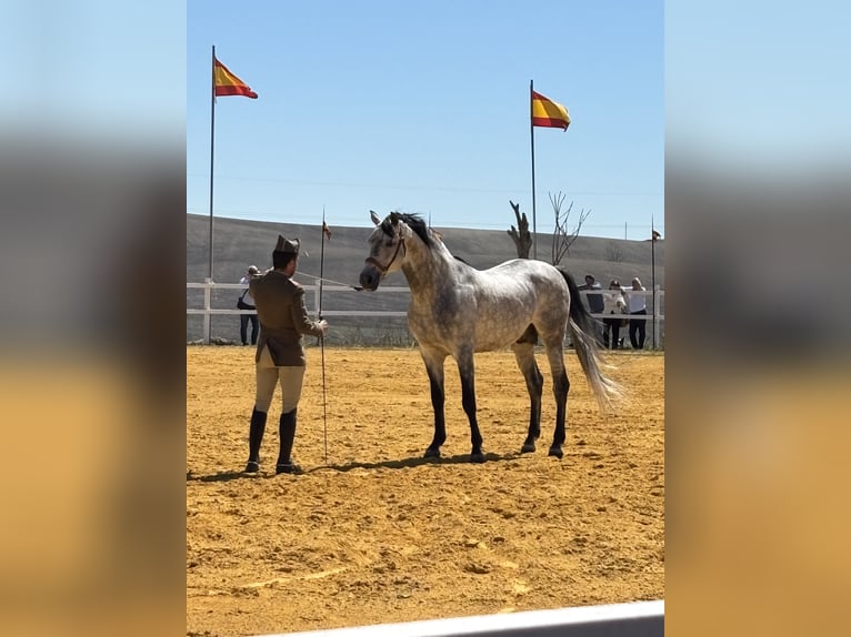 Hispano Ogier 2 lat 160 cm Siwa in Sevilla