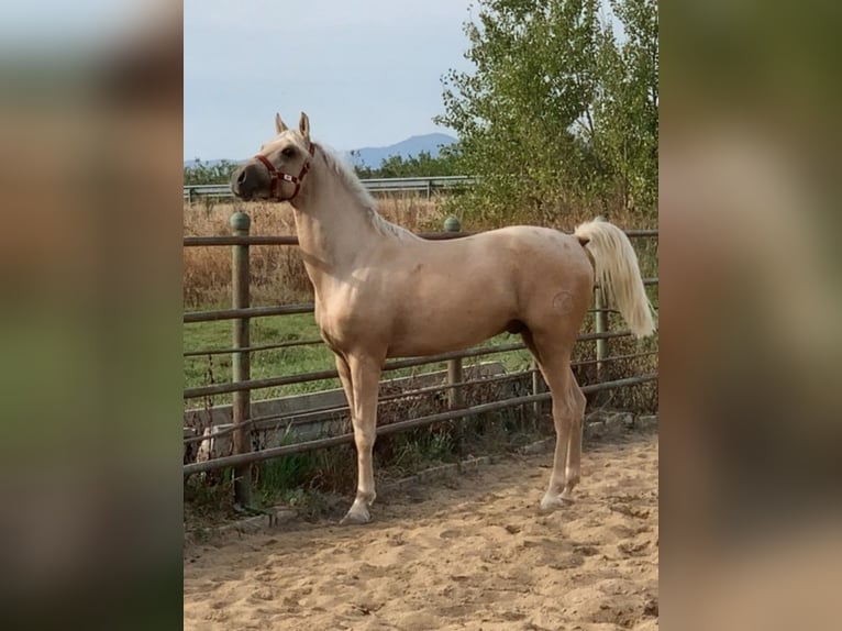 Hispano Ogier 3 lat 164 cm Izabelowata in Sevilla