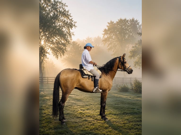 Hispano Ogier 4 lat 156 cm Jelenia in Sevilla