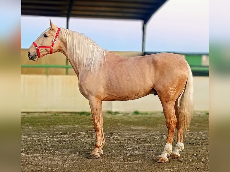 Hispano Ogier 4 lat 175 cm Izabelowata in Sevilla