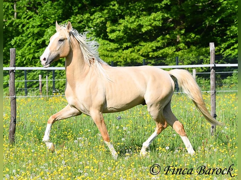 Hispano Ogier 5 lat 156 cm Izabelowata in Wiebelsheim