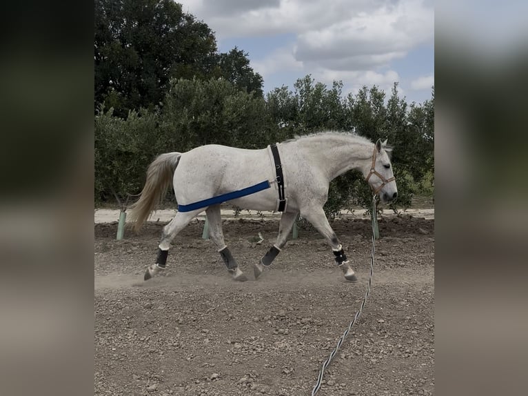 Hispano Wałach 11 lat 167 cm Siwa w hreczce in El Cuervo
