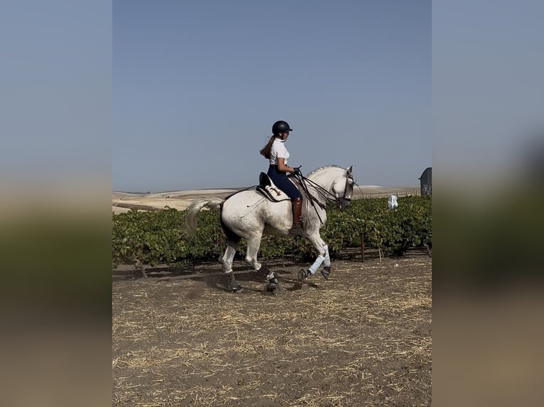 Hispano Wałach 11 lat 167 cm Siwa w hreczce in El Cuervo