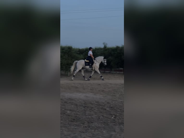 Hispano Wałach 11 lat 167 cm Siwa w hreczce in El Cuervo