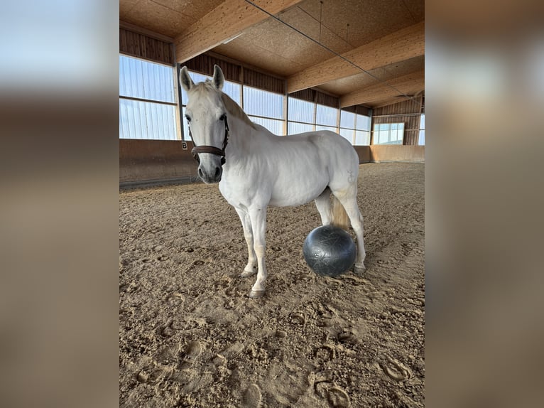 Hispano Wałach 14 lat 160 cm Siwa in Baldham