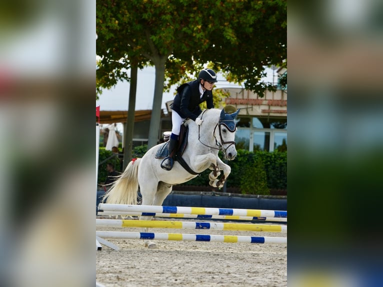 Hispano Wałach 19 lat 148 cm Siwa in Sarral