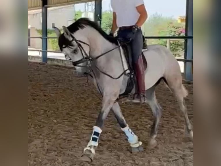 Hispano Wałach 3 lat 151 cm Siwa in Sabadell Hispano Wałach 3 lat 151 cm Siwa in Sabadell