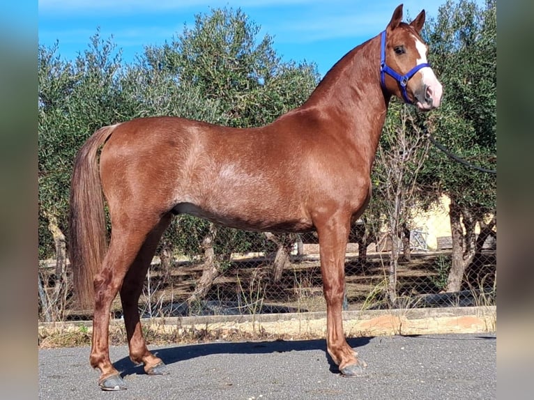 Hispano Wałach 3 lat 155 cm Kasztanowata in Vejer de la Frontera