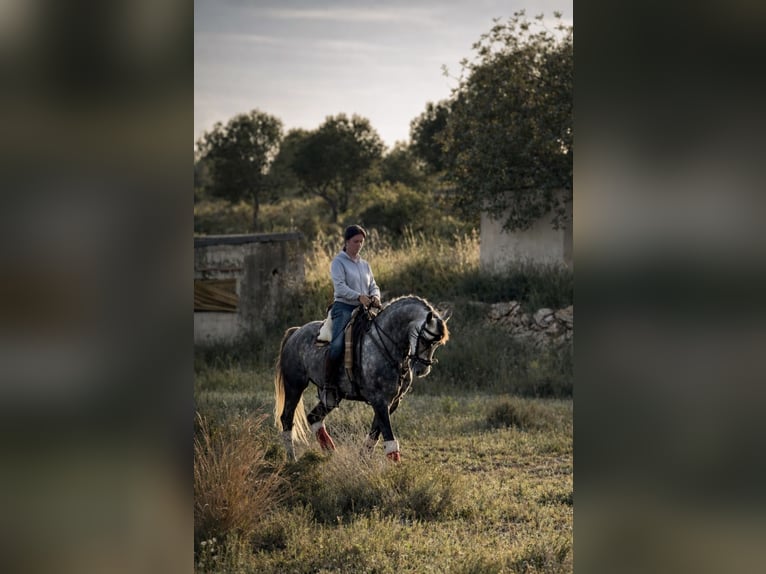 Hispano Wałach 3 lat 160 cm Siwa jabłkowita in La Pobla De Vallbona