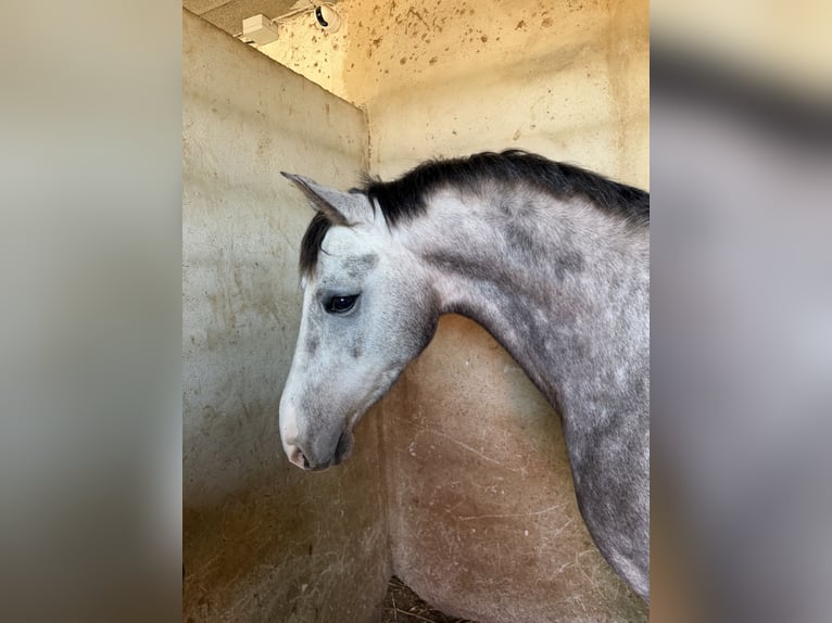 Hispano Wałach 3 lat 160 cm Siwa jabłkowita in La Pobla De Vallbona