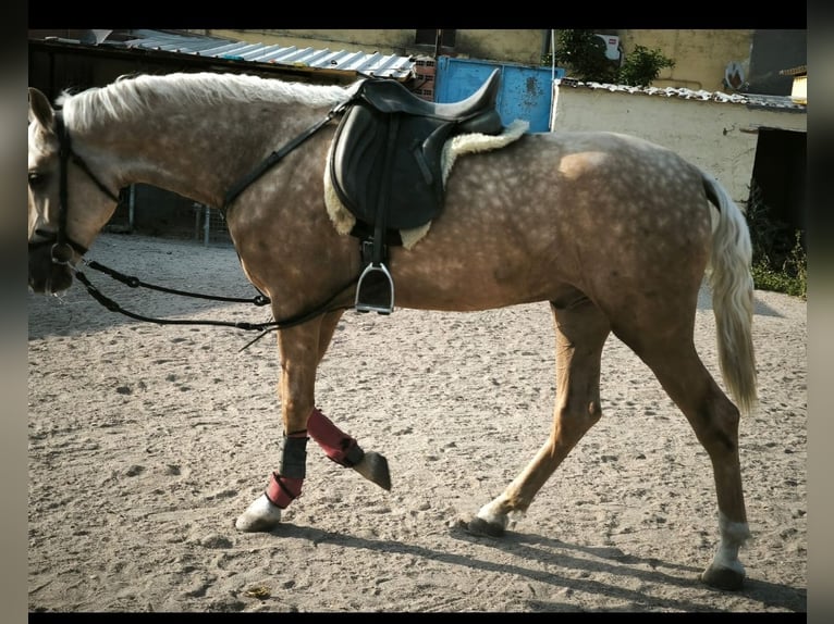 Hispano Wałach 3 lat 164 cm Perłowa in Lominchar