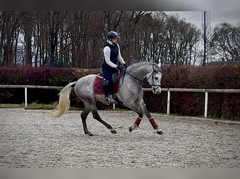 Hispano Wałach 5 lat 154 cm Siwa in Neustadt (Wied)