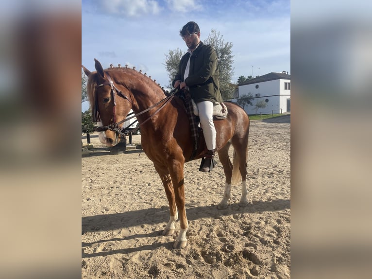 Hispano Wałach 5 lat 166 cm Kasztanowata in Ciudad Real