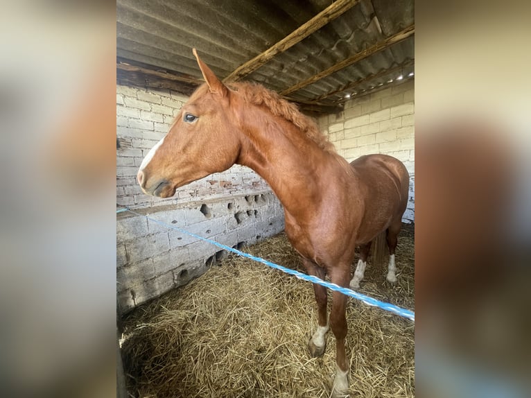 Hispano Wałach 5 lat 166 cm Kasztanowata in Ciudad Real