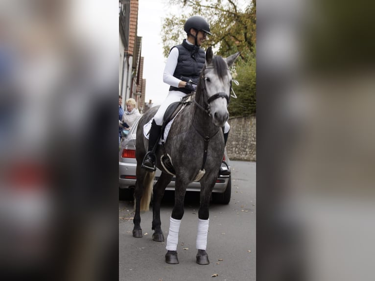 Hispano Mix Wałach 6 lat 155 cm Siwa in Heuchelheim