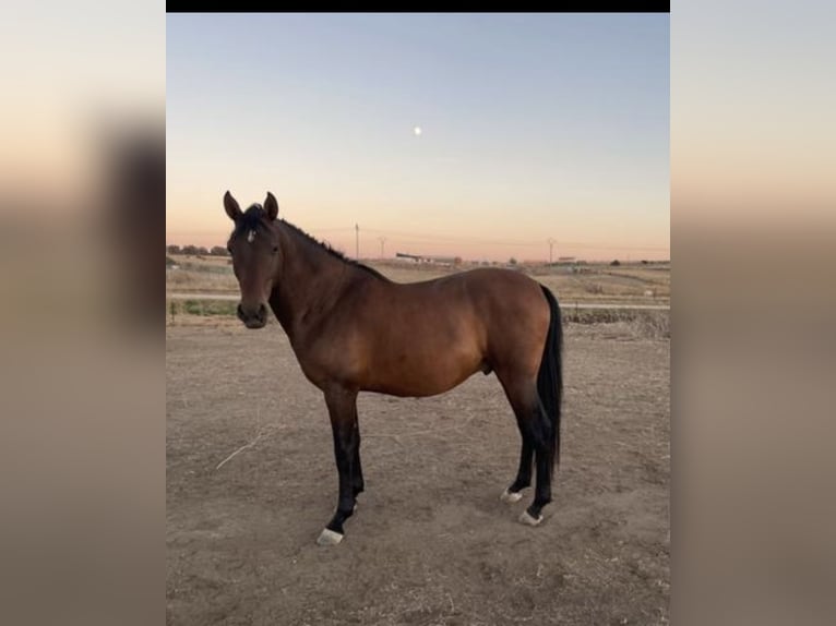 Hispano Mix Wałach 6 lat 160 cm Gniada in Arroyo De La Luz