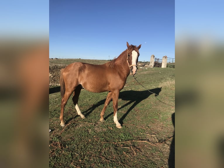 Hispano Mix Wałach 6 lat 160 cm Gniada in Arroyo De La Luz