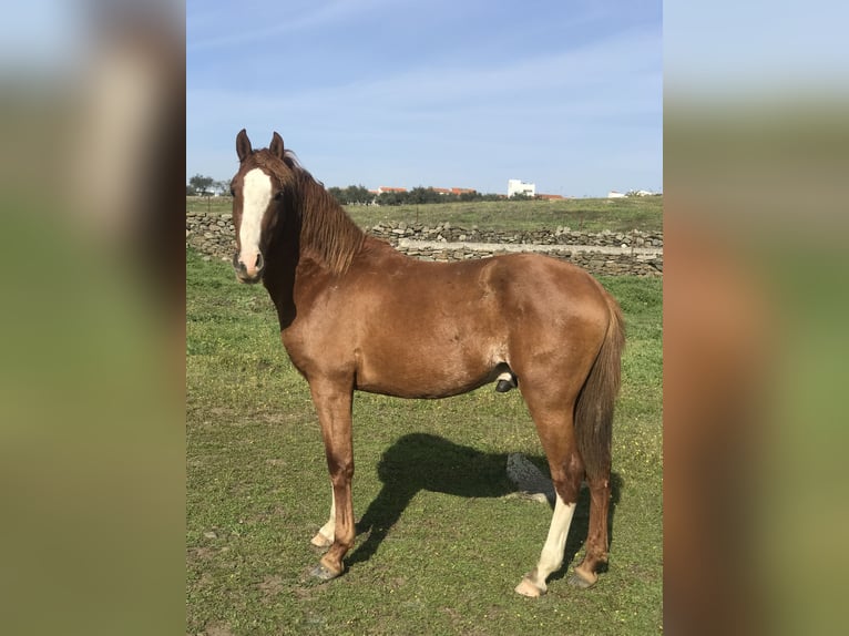 Hispano Mix Wałach 6 lat 160 cm Gniada in Arroyo De La Luz