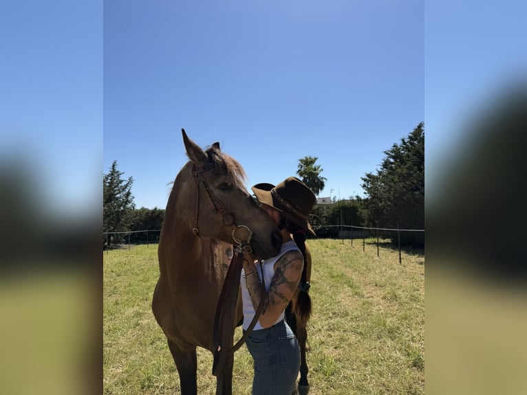 Hispano Mix Wałach 6 lat 163 cm Jelenia in Chiclana de la Frontera