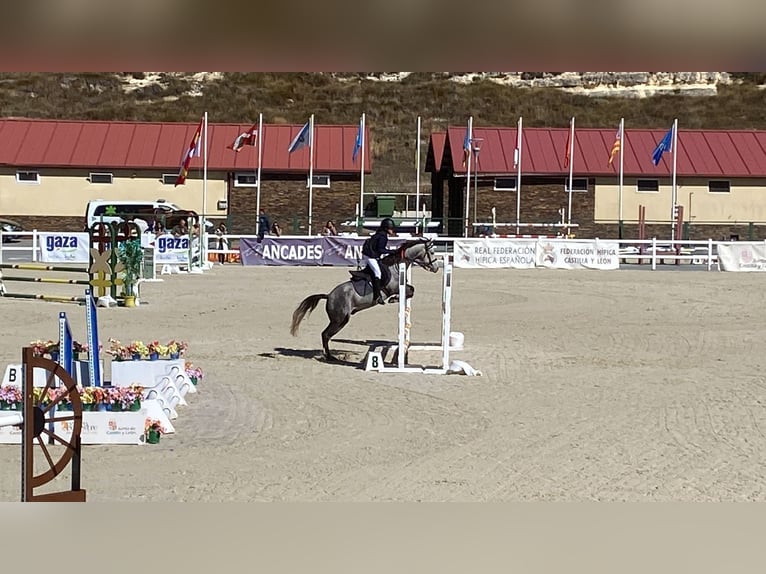 Hispano Wałach 8 lat 145 cm Siwa in Valladolid