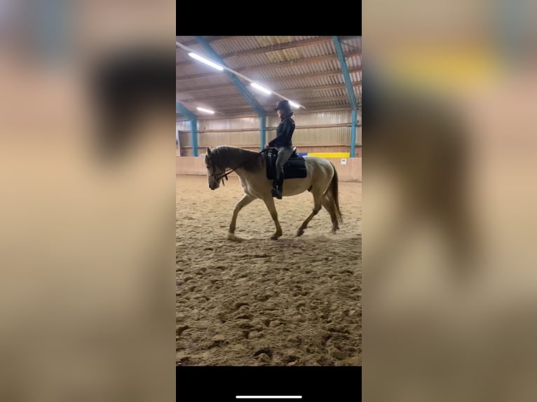 Hispano Wałach 8 lat 150 cm Siwa w hreczce in Altendorf