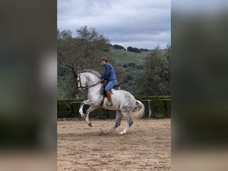 Hispano Wałach 8 lat 163 cm Siwa in Arcos de La frontera