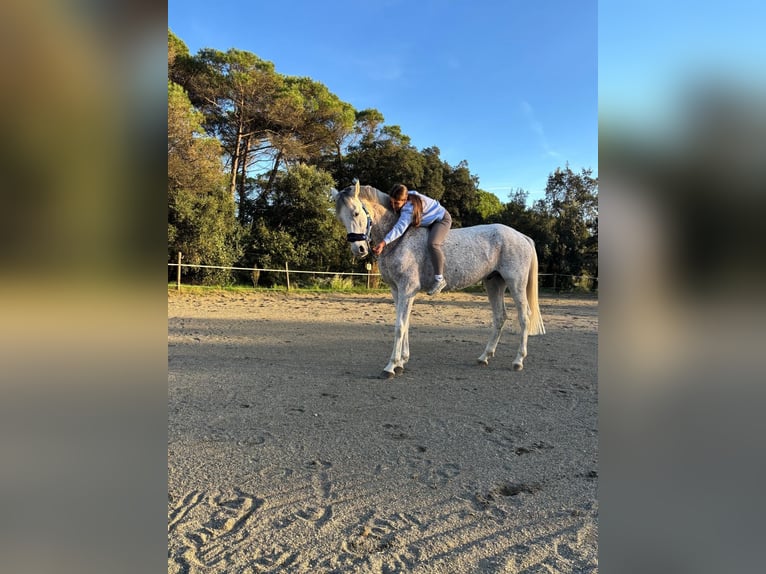 Hispano Wałach 9 lat 162 cm Siwa in Blanes