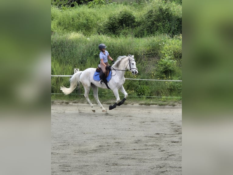 Hispano Wałach 9 lat 162 cm Siwa in Blanes