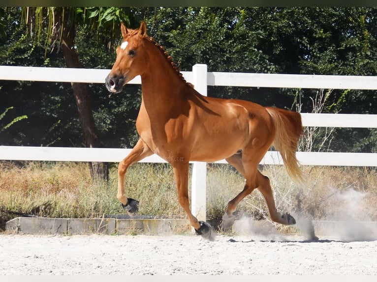 Hispano Wałach 4 lat 157 cm Siwa w hreczce in Miralvalles