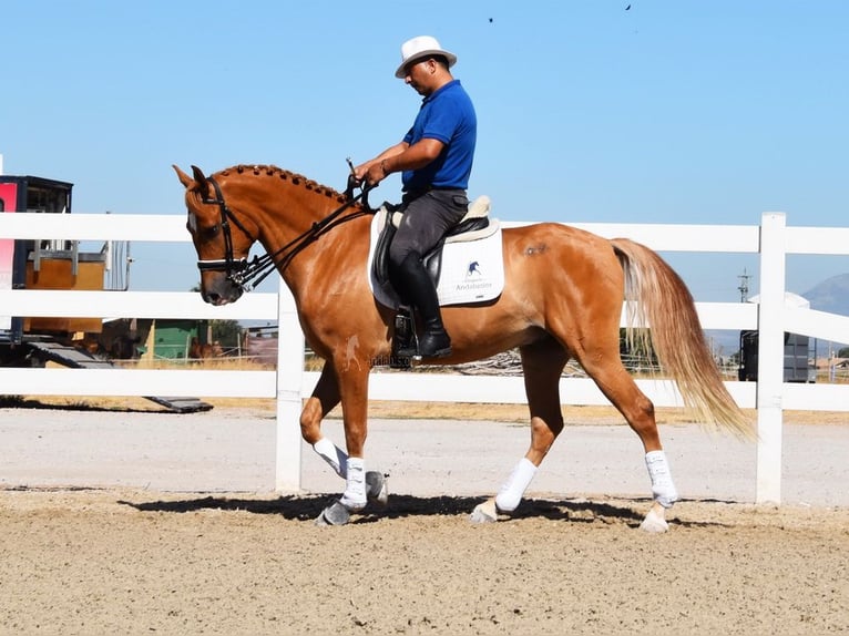 Hispano Wałach 4 lat 157 cm Siwa w hreczce in Miralvalles