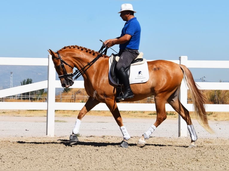 Hispano Wałach 4 lat 157 cm Siwa w hreczce in Miralvalles