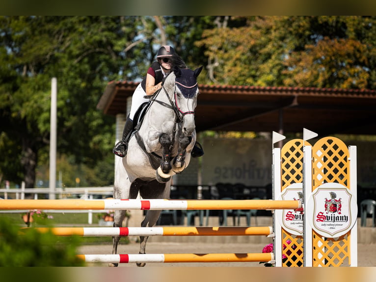 holenderska zimnokrwistość Klacz 10 lat 173 cm  in Hořice