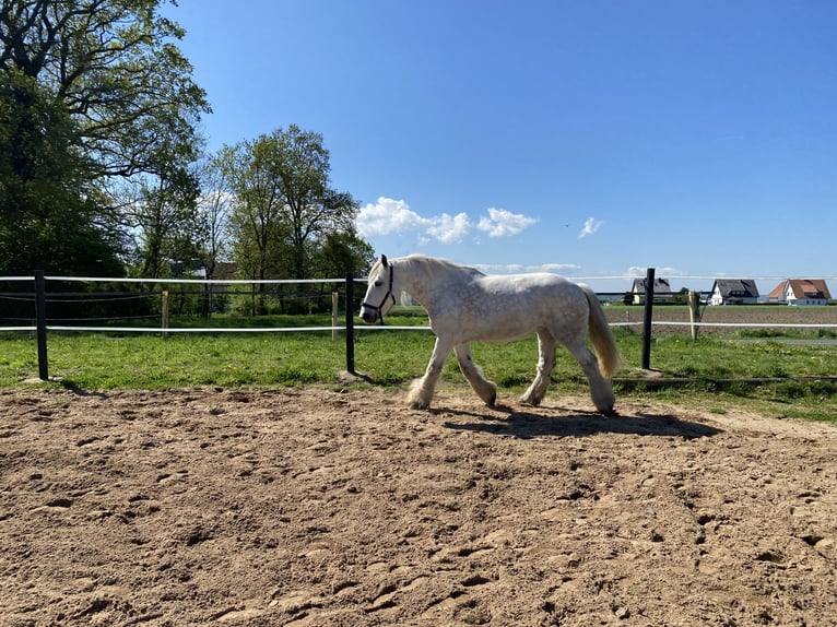 holenderska zimnokrwistość Klacz 10 lat 174 cm Siwa in Bad Oeynhausen