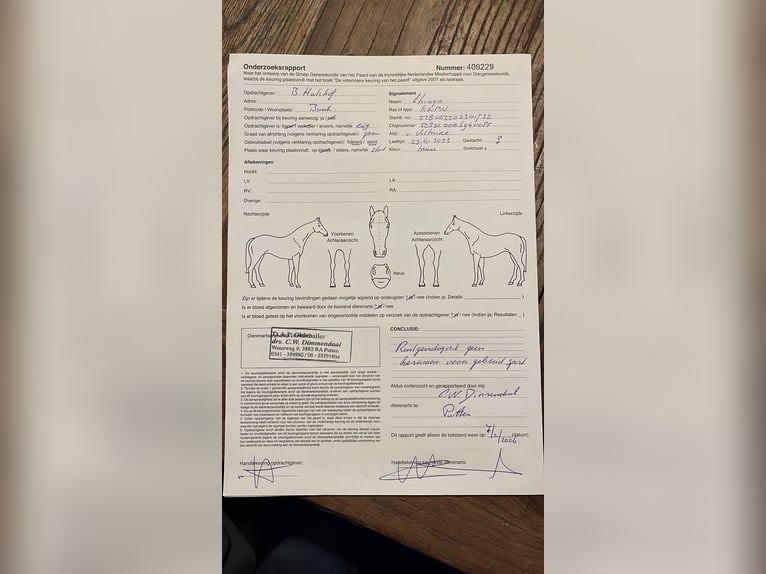 holenderska zimnokrwistość Ogier 3 lat 167 cm Kasztanowata in Baak