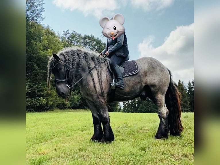 holenderska zimnokrwistość Wałach 10 lat 170 cm Stalowosiwy in Grabenstetten
