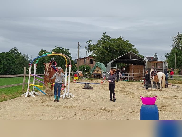 holenderska zimnokrwistość Wałach 11 lat 172 cm Kasztanowata in Kirchen