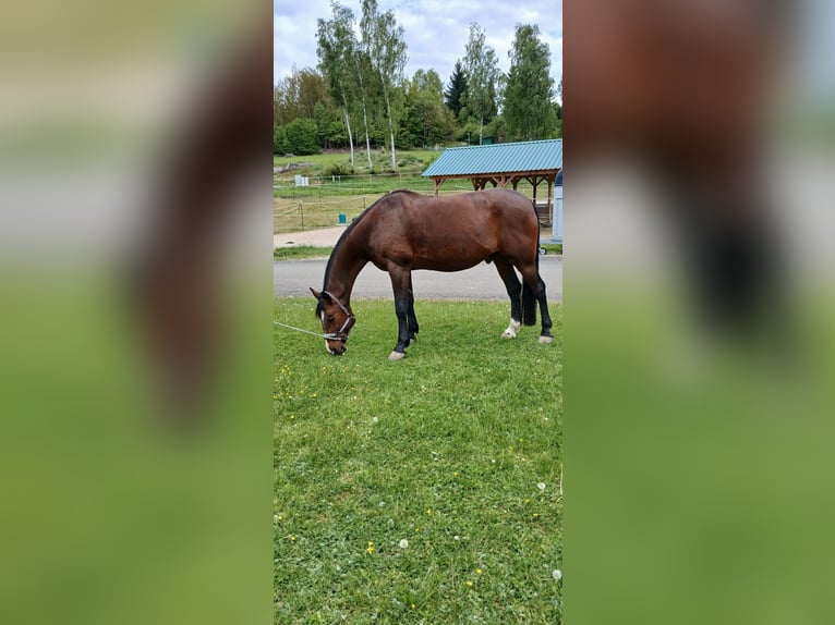 holenderska zimnokrwistość Wałach 16 lat 174 cm Gniada in Wunsiedel